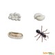 Cycle de la fourmi