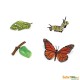 Cycle du papillon monarque