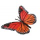 Cycle du papillon monarque