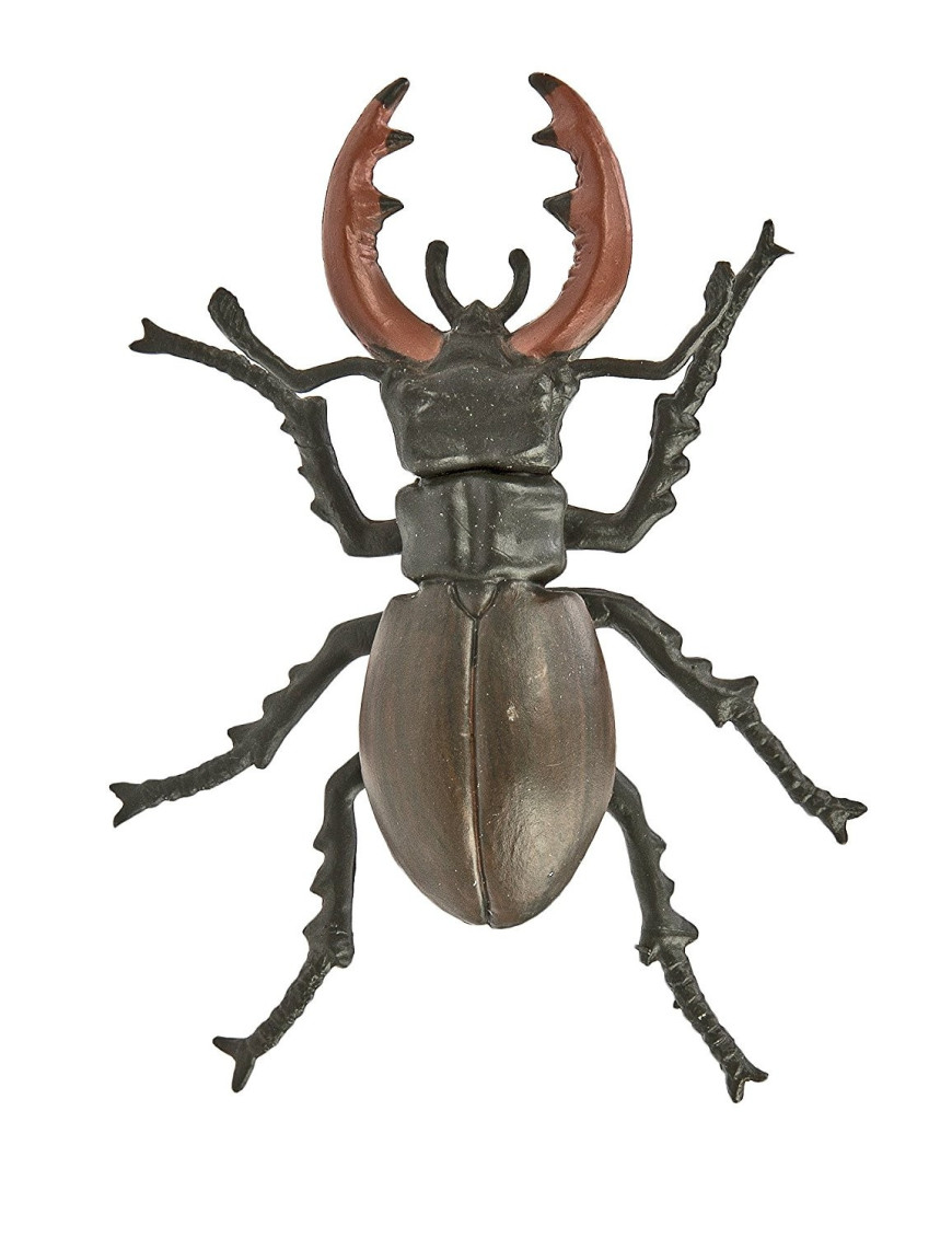 Cycle de vie du scarabée cerf-volant