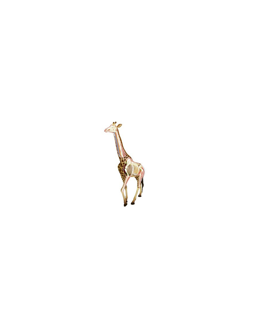Anatomie 4D : girafe