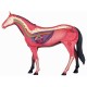 Anatomie 4D : cheval