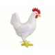 Anatomie 4D : poulet