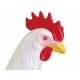 Anatomie 4D : poulet