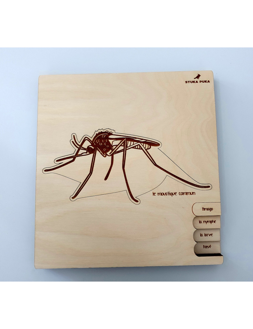 Puzzle "Cycle de vie du moustique"