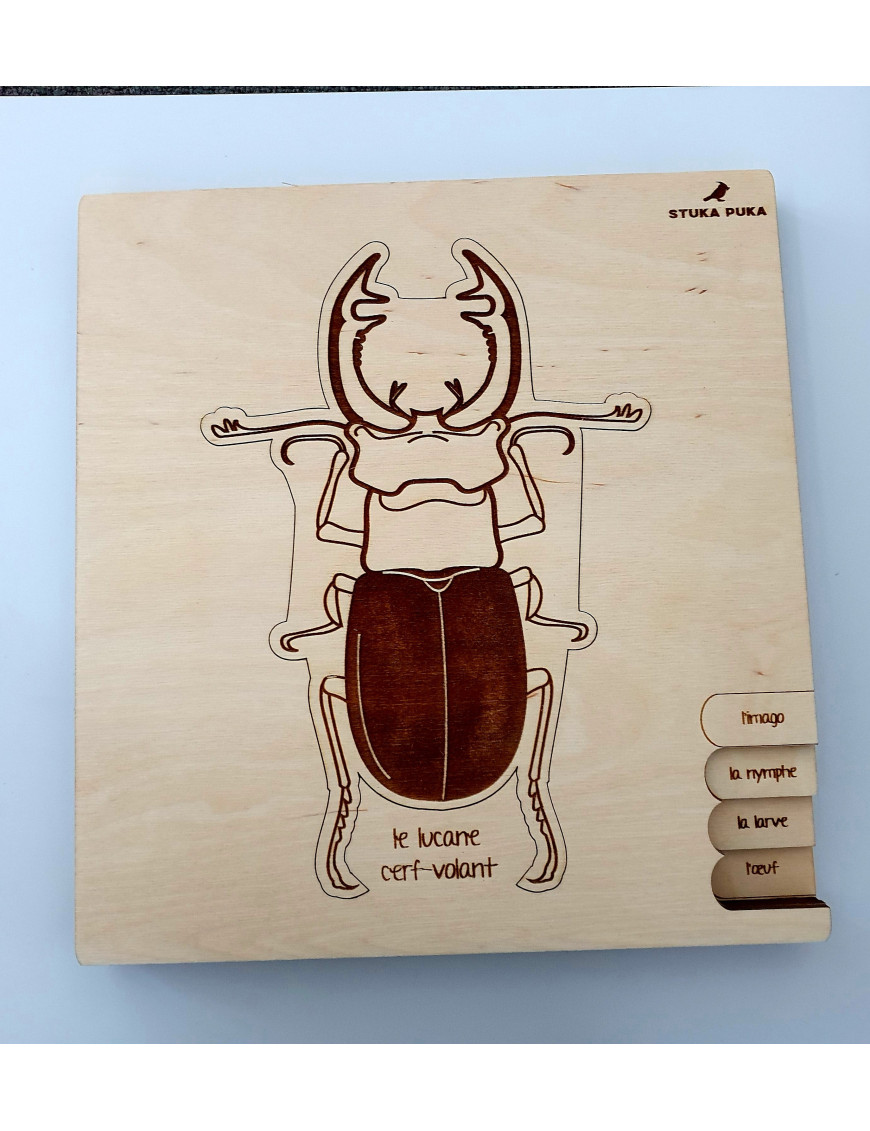 Puzzle "Cycle de vie du scarabée lucane"