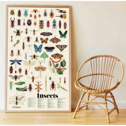 Poster géant + 44 stickers :  Les insectes