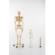 Squelette 160 cm