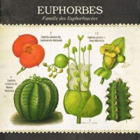 Carte "Euphorbes"