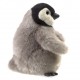 Baby emperor penguin