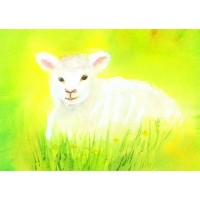Carte postale mouton