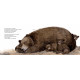 Commes des marmottes L'hibernation