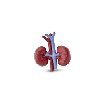 Organes humains - Sans tube