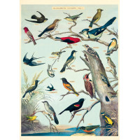 Affiche Cavallini "Oiseaux"