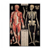 Affiche Cavallini "Anatomie"