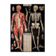 Affiche Cavallini "Anatomie"