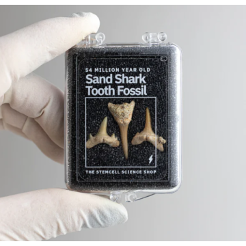 Fossiles de dents de requin