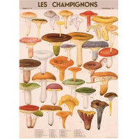 Affiche Cavallini "Champignons"