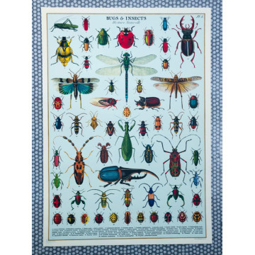 Affiche Cavallini "Insectes"