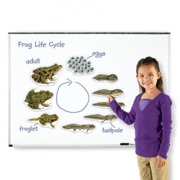 Aimants cycle de vie de la grenouille