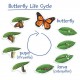 Aimants cycle de vie du papillon
