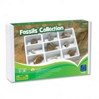 Collection de fossiles