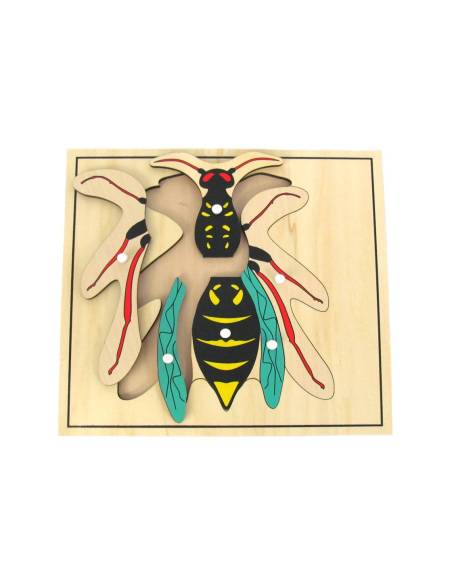 Puzzle en bois Montessori pour apprendre l’anatomie d’une guêpe