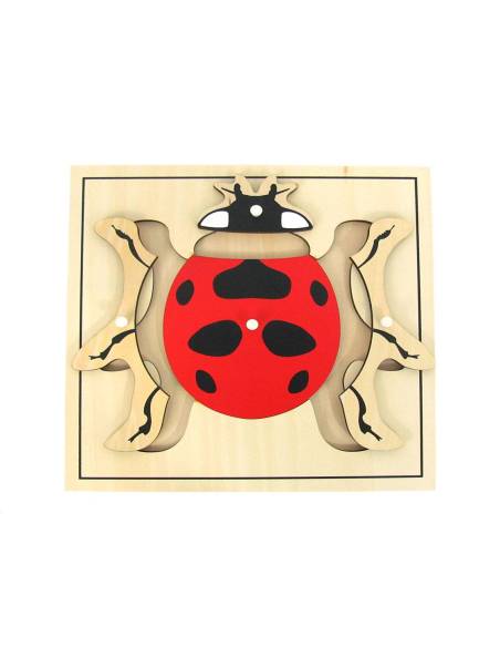 Puzzle Montessori représentant une coccinelle pour apprendre l’anatomie des insectes
