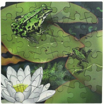 Puzzle cycle de vie de la grenouille