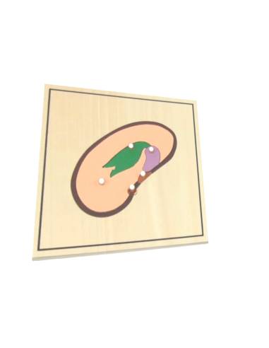 Puzzles autour de la germination