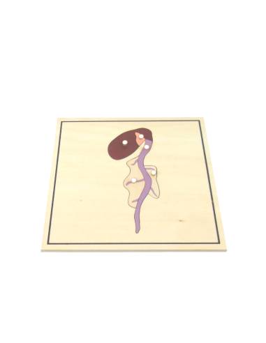 Matériel visuel pour apprendre les étapes de la germination