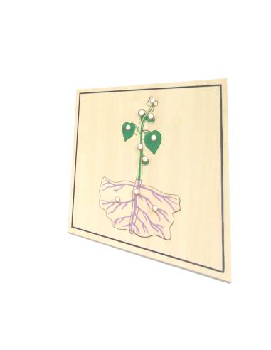 puzzle de la germination exercice