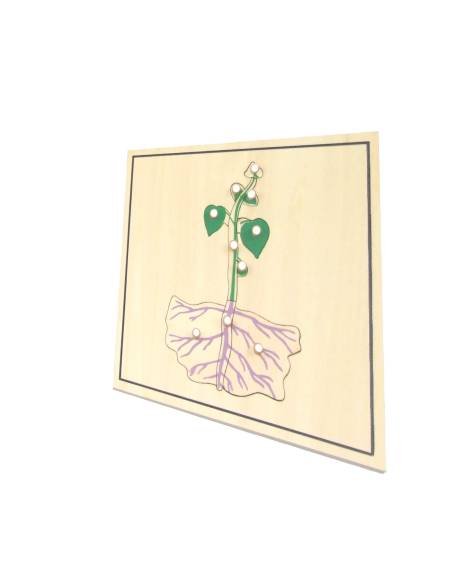 puzzle de la germination exercice