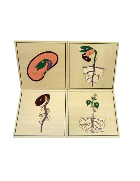 Puzzles Montessori sur la germination