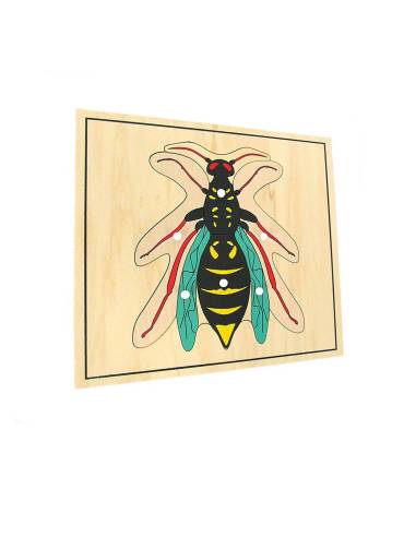 Pièces à bouton pour explorer les parties du corps de la guêpe