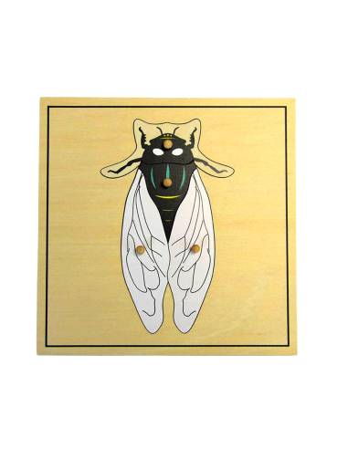 Un outil ludique pour explorer l’anatomie d’un insecte dès la maternelle