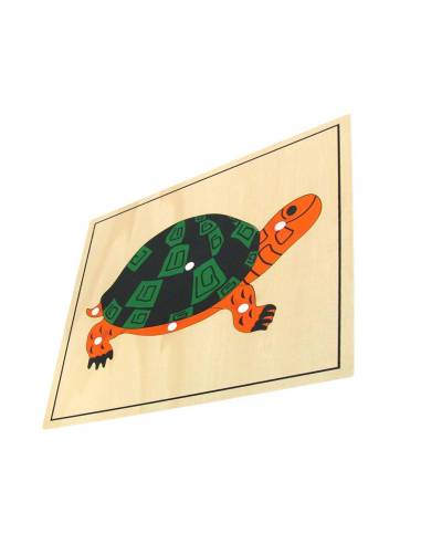 Un support visuel pour explorer l’anatomie de la tortue dès 3 ans