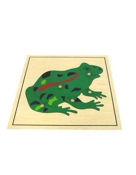 Un puzzle éducatif en bois pour apprendre l’anatomie de la grenouille