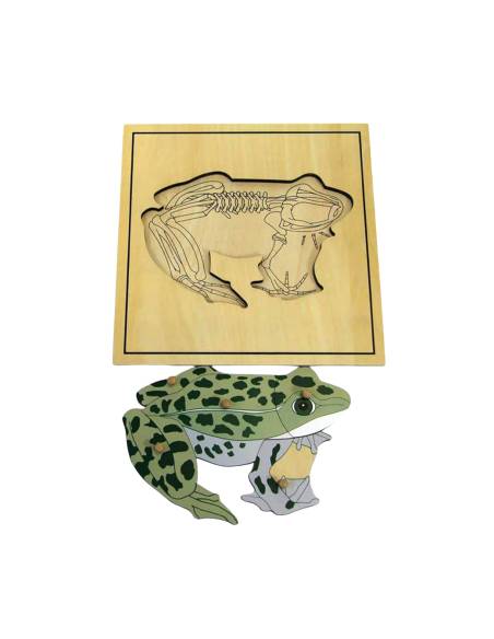 Puzzle Montessori grenouille et squelette