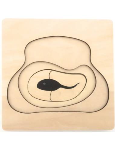 Puzzle en bois : cycle de la vie de la grenouille