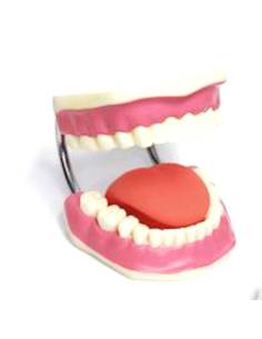 Modèle de soins dentaires Montessori avec brosse à dents 2