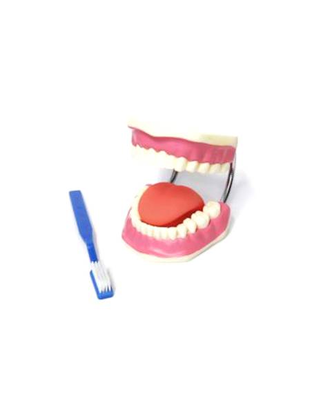 Modèle de soins dentaires Montessori avec brosse à dents