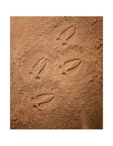 Galets tactiles pour identifier les animaux forestiers - Empruntes animaux de la forêt - Yellow Door - YD1072