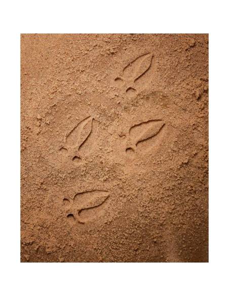 Galets tactiles pour identifier les animaux forestiers - Empruntes animaux de la forêt - Yellow Door - YD1072