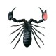 Anatomie 4D : scorpion