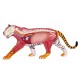 Anatomie 4D : tigre