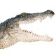 Anatomie 4D : crocodile