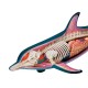Anatomie 4D : dauphin
