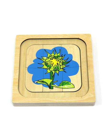 Puzzle en bois du cycle de vie du tournesol Montessori – botanique et sciences naturelles