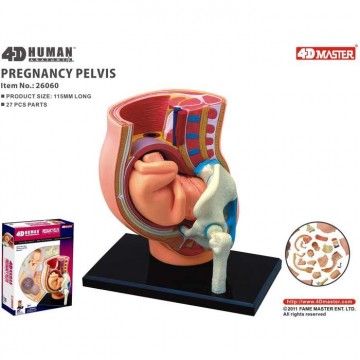 Anatomie 4D : bébé dans le ventre